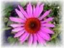 Echinacea Herb P.E